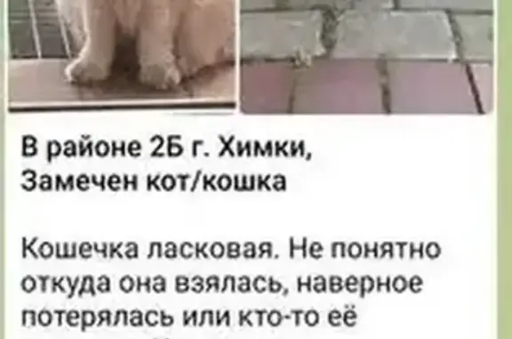 Поиск домашних животных, фото: Кошка найдена, ул. Бабакина, Химки