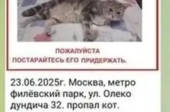 Кошки потеряшки, Москва, фото: Потеряшка кот, ул. Олеко Дундича 32, Москва