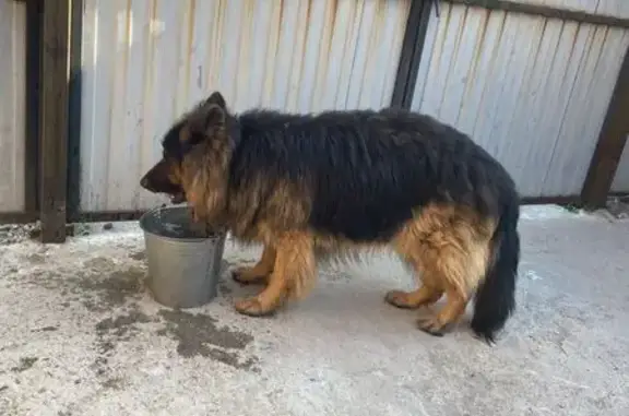 Найдена собака, Алапаевск, фото: Найдена собака, ул. Фрунзе, 39, Алапаевск