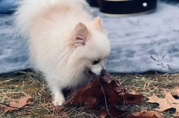 Пропала собака, Рыловичи, Брестская обл.