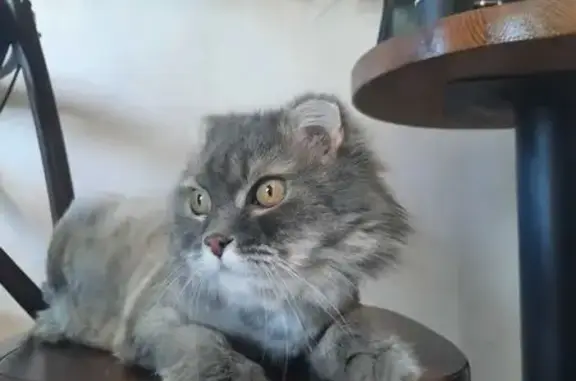 Кошка найдена: Ленинградский пр., 34А