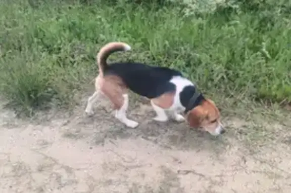 Найдена собака, , фото: Бигль найден в СНТ Лаванда, МО