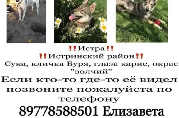 Пропала собака, МО, Московская область