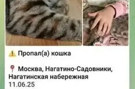 Пропала кошка: Нагатинская наб., Москва