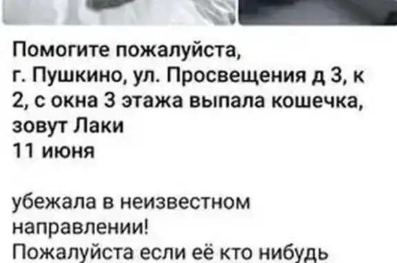 Пропала кошка, ул. Просвещения 3 к2