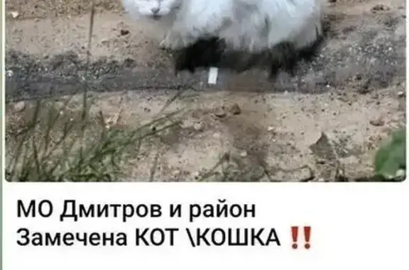 Найдена кошка, Дмитров, фото: Кошка найдена: ул. Маркова, 12, Дмитров