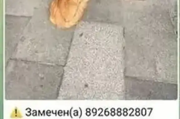 Найдена кошка, ТТК Москва