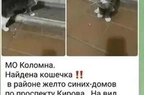 Найдена кошка, Коломна, фото: Найдена кошка на ул. Кирова, 147Б, Коломна