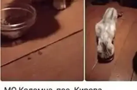 Найдена кошка, Коломна, фото: Кошка найдена, пр. Станкостроителей, Коломна