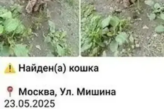Кошка найдена, Мишина ул. 42, Москва