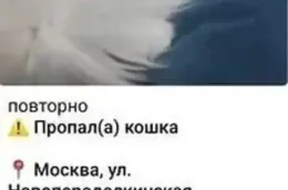 Пропала белая кошка, Новопеределкинская 10А