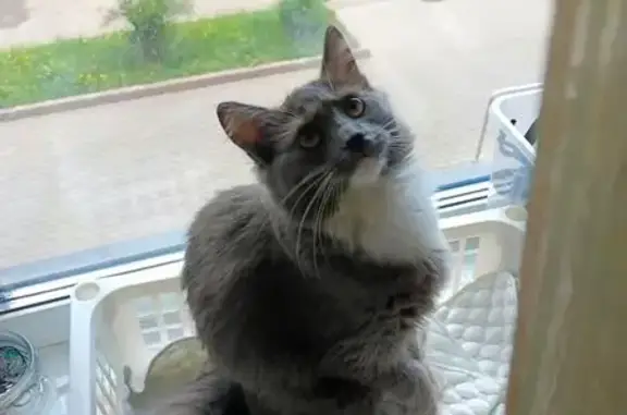 Пропала кошка, Новое шоссе, 4, Дрожжино