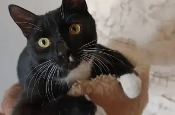 Кошки потеряшки, Усолье-Сибирское, фото: Потеряшка кошка, Чайковского 11, Усолье