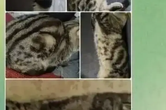 Пропала вислоухая кошка, Юбилейная 4