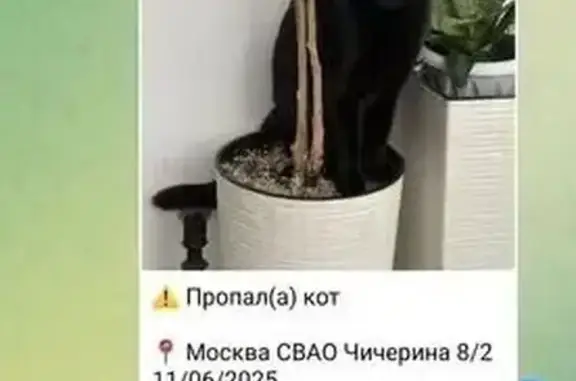 Пропала кошка, Чичерина 8 к2, Москва
