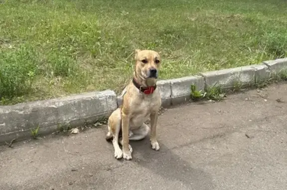 Объявления о пропавших и найденных животных, Нижний Новгород, фото: Собака найдена: ул. Ярошенко, 7А, Н.Новгород