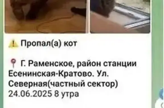 Пропала кошка, ул. Северная 6, Раменское
