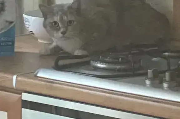 Серая кошка найдена, Янтарный пр., 27