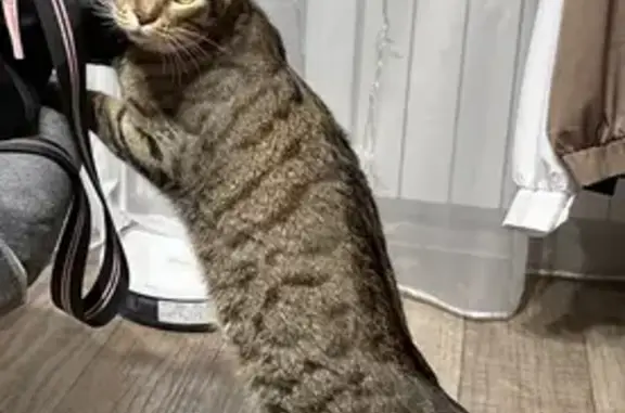 Объявления о пропавших и найденных животных, Новосибирск, фото: Пропала кошка, ул. Лежена 7/1, Новосибирск