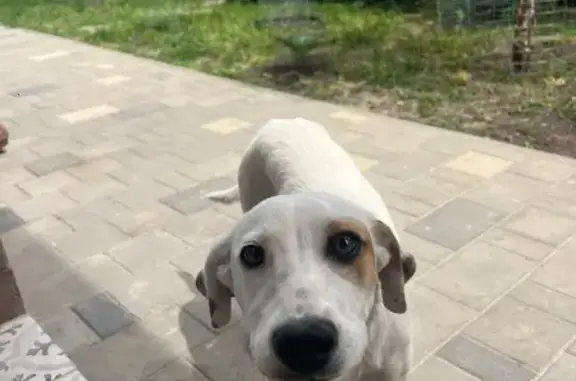 Собаки потеряшки, Ейск, фото: Потеряшка собака, Казачья ул. 67, Ейск