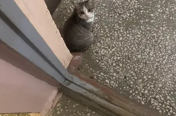 Кошка найдена, ул. Мате Залка, 18