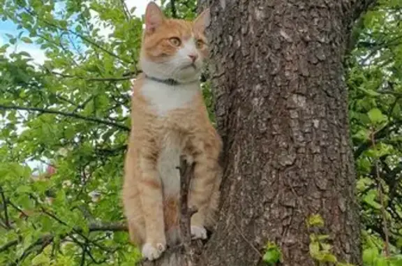 Пропала кошка на Лесной улице, Лесной