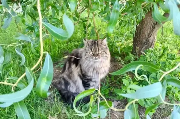 Пропала кошка, Городокская ул., 4