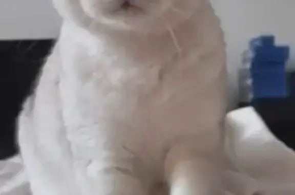 Кошки потеряшки, Москва, фото: Потеряшка котик, Судостроительная 45, Москва