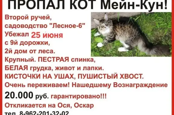 Кошки потеряшки, Рыбинск, фото: Потеряшка кошка на ул. Толбухина, 325