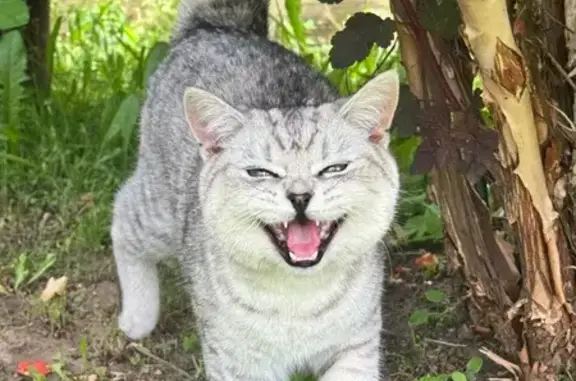 Найденные животные Чандрово, фото: Кот найден: Чандровская ул., Чандрово