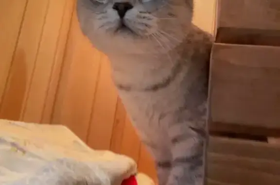 Найденные животные Чебоксары, фото: Найдена британская кошка, Чебоксары