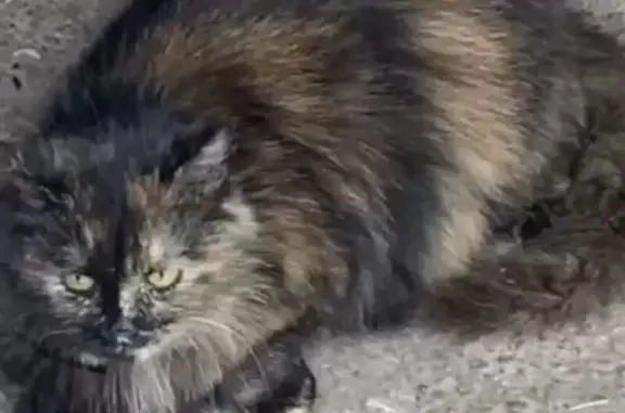 Кошки потеряшки, Ульяновск, фото: Потеряшка кошка, Солнечная 6, Ульяновск