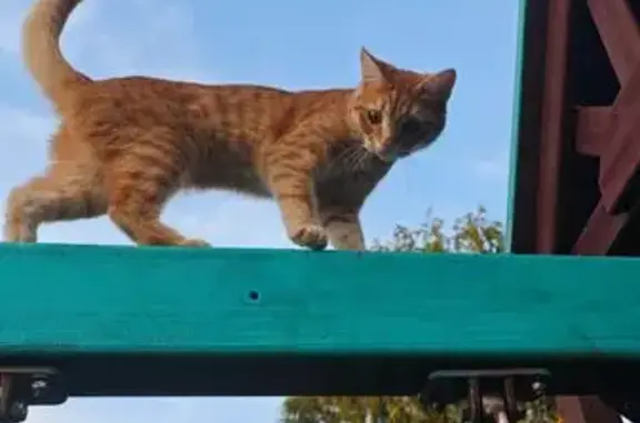 Кошки потеряшки, Соколовка, фото: Потеряшка кошка, п. Красный - Соколовка