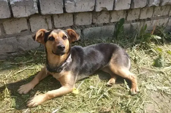 Найдена собака, Краснооктябрьский муниципальный округ, фото: Собака найдена у ж/д станции Рекшино