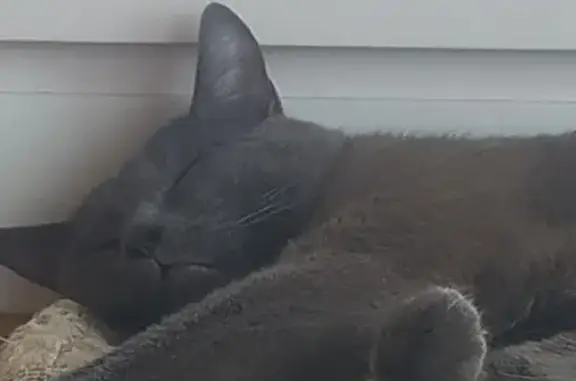 Найдена кошка, Челябинск, фото: Кошка найдена: Ленина, 54 к2, Челябинск