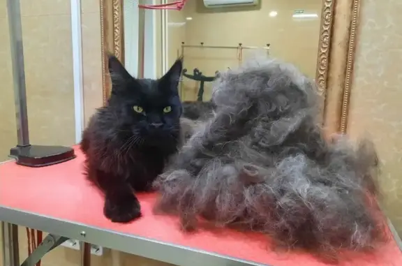 Кошки потеряшки, Новосибирская область, фото: Потеряшка кошка, Шагаловский с/с, НСО