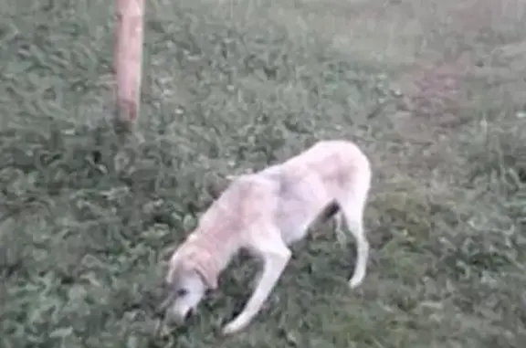 Найдена собака, Покровская ул., НО