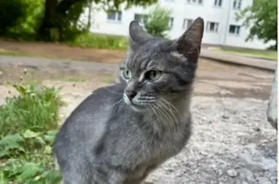 Пропала кошка, Подгорная 18, Киров
