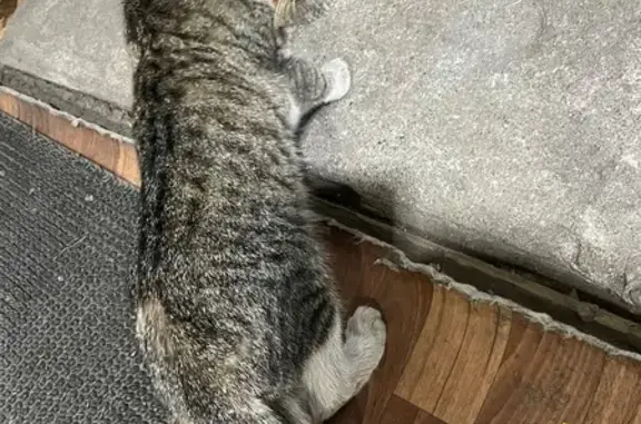 Найденные животные Кызыл, фото: Кошка найдена, ул. Мира 13/3, Кызыл