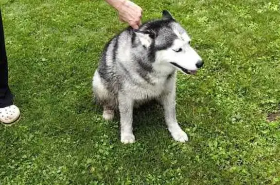 Найдена хаски, девочка, МО