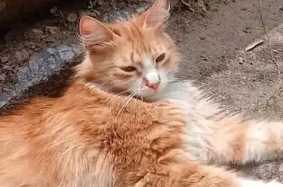 Кошка найдена на пр. Жукова, Волгоград
