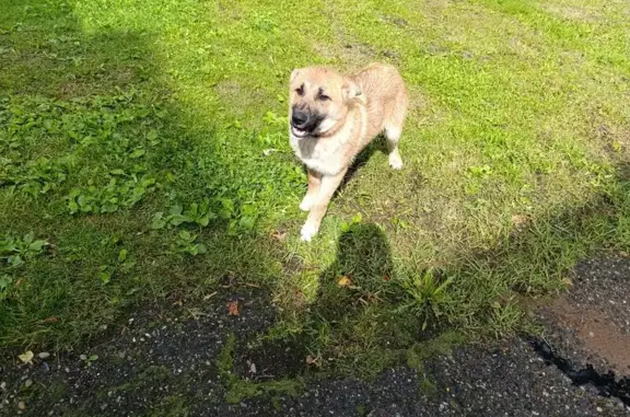 Найдена собака, , фото: Щенок найден: Ижевск — Воткинск, Удмуртия