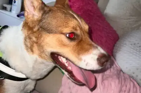 Найдена собака, Тверь, фото: Найдена собака, ул. Хромова, 10, Тверь