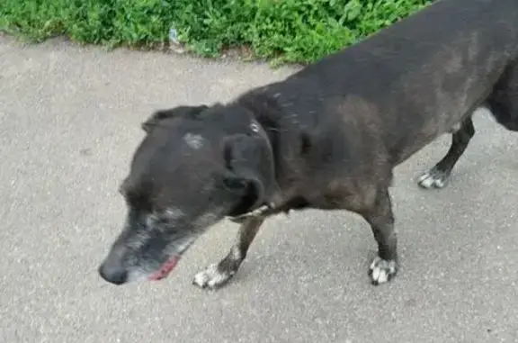 Потеряна собака, ул. Рылеева, 90, Тамбов