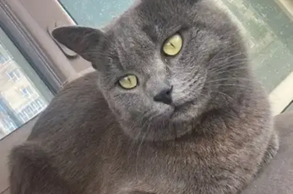 Котик найден: Советская ул., Тамбов