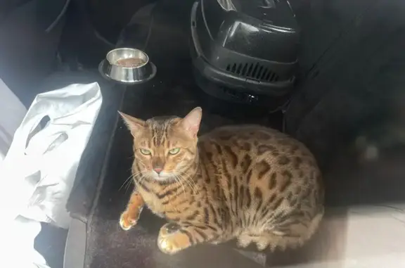 Бенгальская кошка найдена: Выборгское шоссе, 365