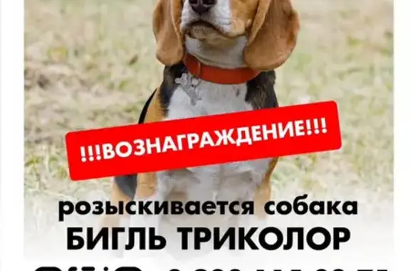 Собаки потеряшки, , фото: Потеряшка собака, Омск, ул. Ремесленная, 34А