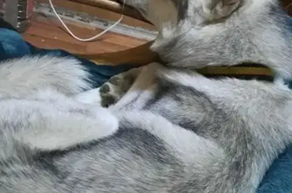 Пропала собака, 3-й Тихорецкий пр., 3, Краснодар
