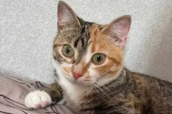 Пропала кошка, Пролетарская ул., 6, Елабуга