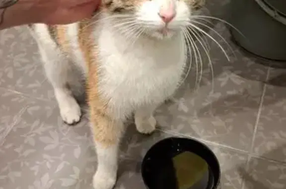 Трехцветная кошка найдена: Молодёжная 70